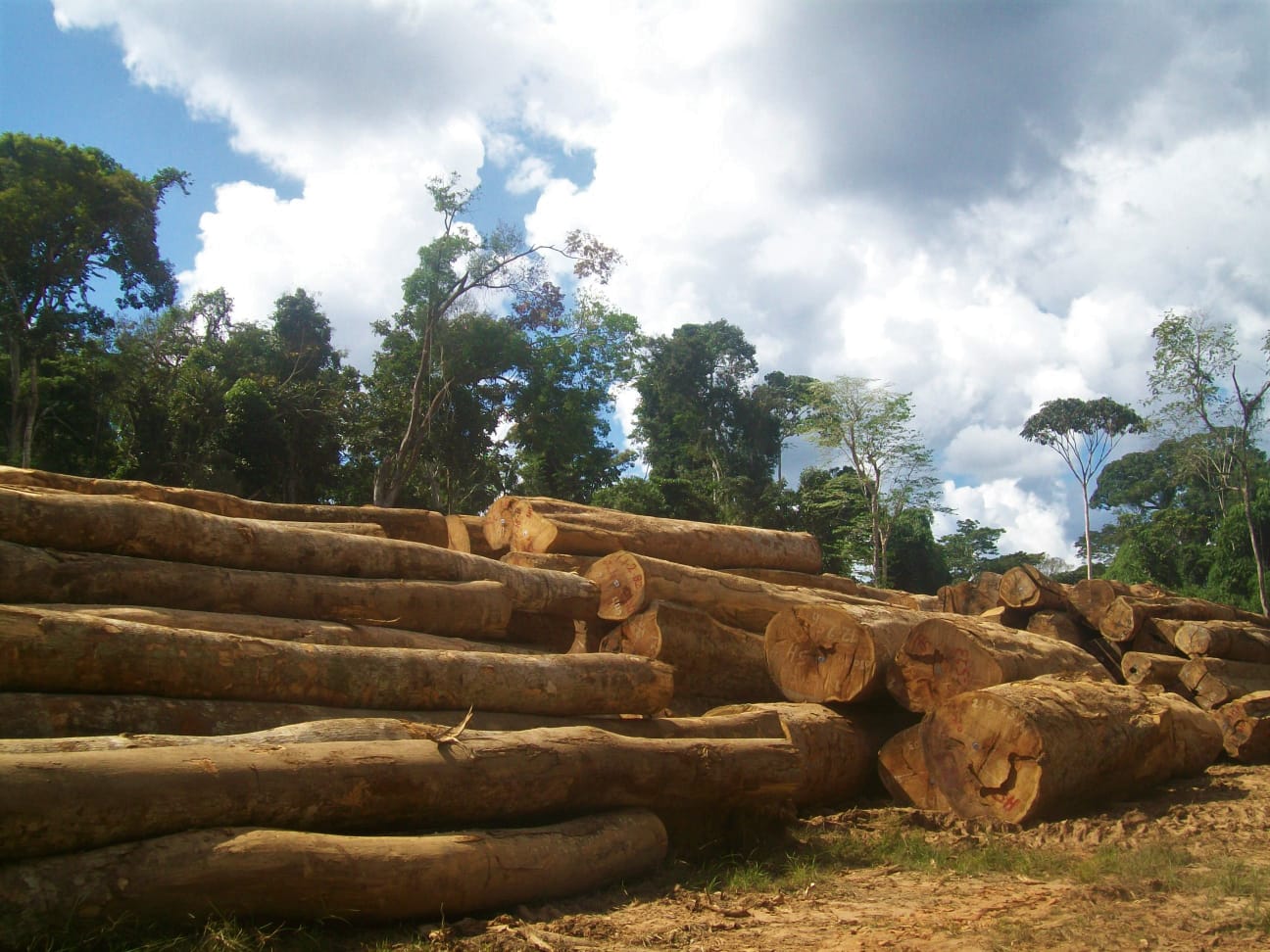 Madeira em RR Arquivo Idesam - Mais da metade da exploração ilegal de madeira em Roraima ocorre em assentamentos rurais, aponta pesquisa