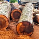 Policia Federal 150x150 - Extração ilegal de madeira cresce 11 vezes em terras indígenas do Pará
