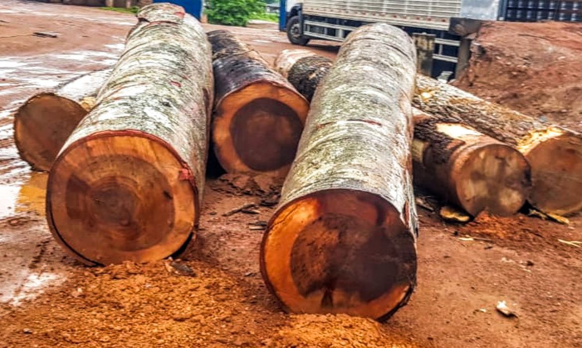 Policia Federal - Extração ilegal de madeira cresce 11 vezes em terras indígenas do Pará