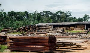 Patio de madeireira Marcelo Camargo Agencia Brasil 300x179 - Áreas protegidas concentram quase um terço da exploração ilegal de madeira em MT