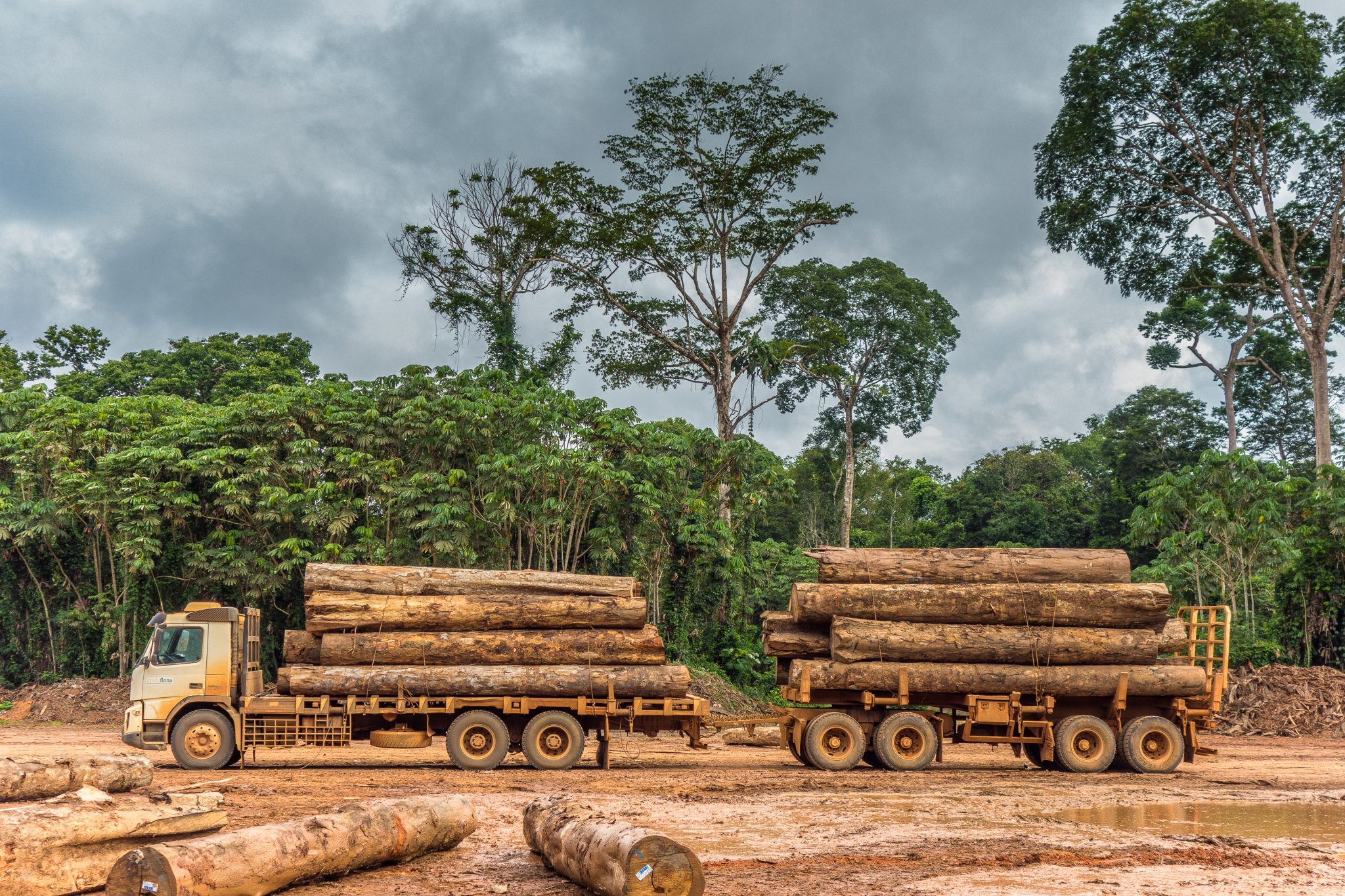 Exploracao de madeira em Rondonia Credito  Vicente Sampaio Imaflora 2048x1365 1 - Programas e Resultados de 2021