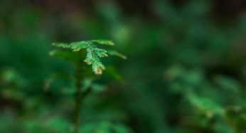 Restauração florestal em larga escala na Amazônia: o potencial da vegetação secundária