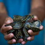 IMG 4327 150x150 - Cerca de 4 mil filhotes de tartarugas amazônicas serão soltos por moradores do Pará neste sábado