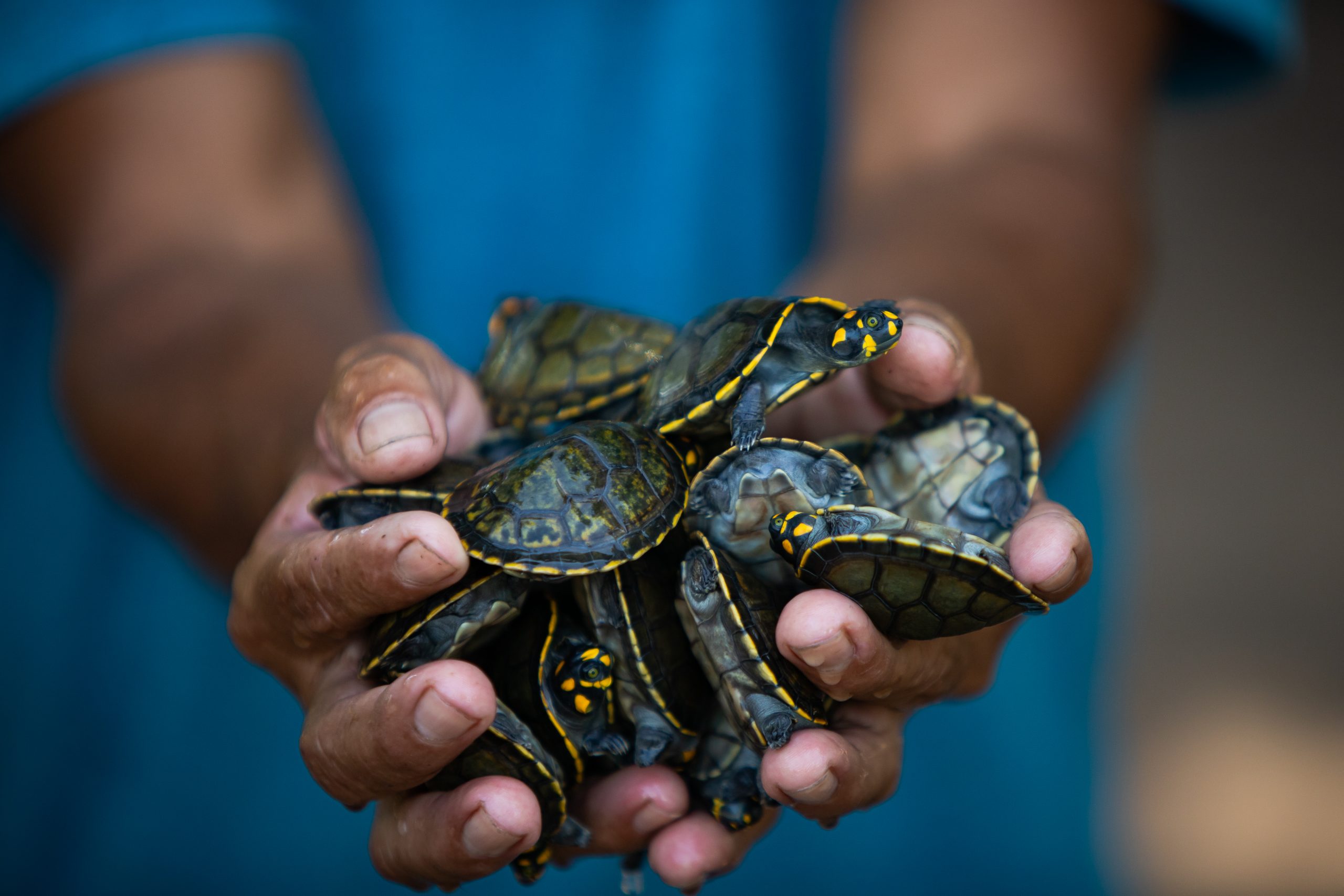 IMG 4327 scaled - Cerca de 4 mil filhotes de tartarugas amazônicas serão soltos por moradores do Pará neste sábado