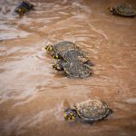 IMG 7329 150x150 - Soltura de 4 mil filhotes de tartarugas amazônicas emociona paraenses