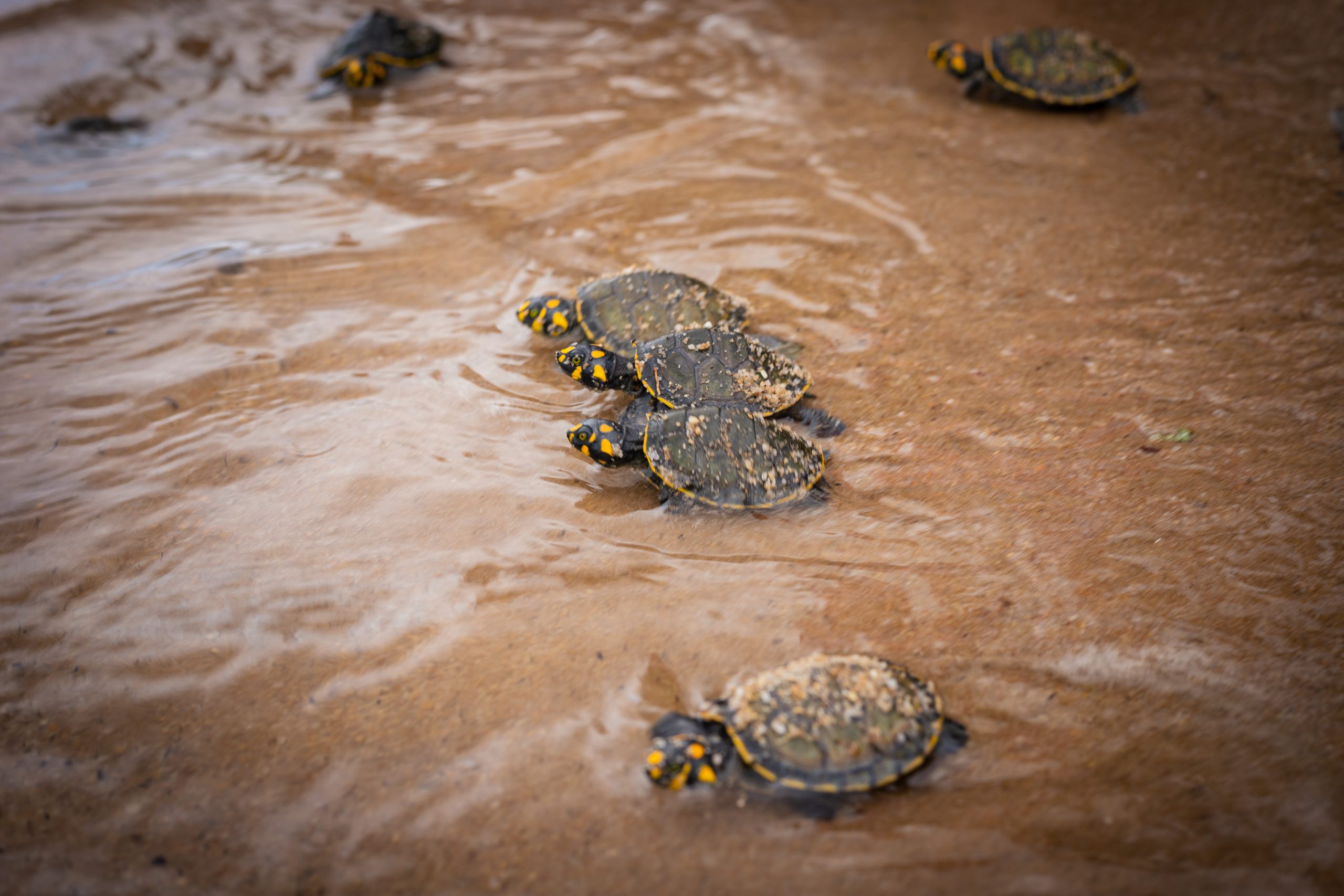 IMG 7329 scaled - Soltura de 4 mil filhotes de tartarugas amazônicas emociona paraenses