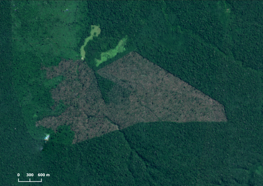 Desmatamento de 6 km² em junho de 2023 - Desmatamento da Amazônia tem queda de 60% no primeiro semestre