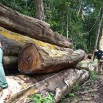 Operacao apreende madeira no Para Segup PA 150x150 - Extração ilegal de madeira cai no Pará, mas ainda representa 46% do total