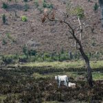 Area desmatada e queimada no Para comeca a receber seus novos moradores 150x150 - Sem rastreabilidade, pecuária na Amazônia pode levar ao desmatamento de 3 milhões de hectares até 2025
