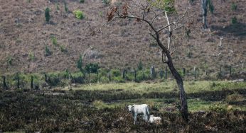 Sem rastreabilidade, pecuária na Amazônia pode levar ao desmatamento de 3 milhões de hectares até 2025