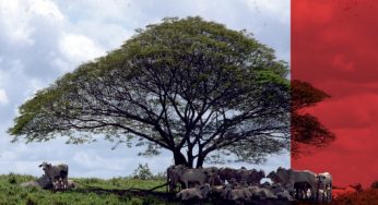 The beef supply chain continues to contribute to deforestation in the Amazon