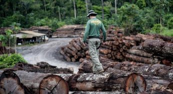 COP 28: Quase 30% da exploração de madeira na Amazônia é ilegal