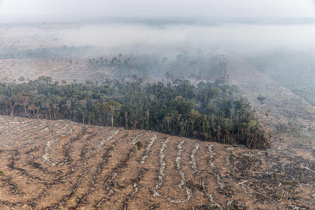 Marizilda Cruppe Greenpeace - Desmatamento em áreas protegidas cai quase quatro vezes na Amazônia em 2023