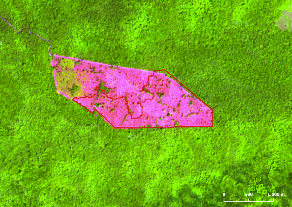 Desmatamento de 164 km² detectado em Roraima em janeiro de 2024 - Ano de 2024 começa com queda de 60% no desmatamento da Amazônia