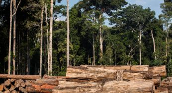 Mazagão concentra 100% da exploração madeireira no Amapá