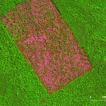 Imagem2 AM 150x150 - Calendário do desmatamento 2024 fecha com redução de 46%  na Amazônia, mas julho foi o segundo mês consecutivo com aumento na devastação