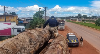 Exploração madeireira cresce quase sete vezes em Roraima