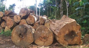 Quase 80% da exploração de madeira no Amazonas é ilegal