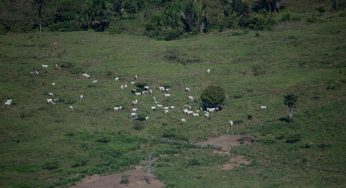 Mais de 90% do desmatamento da Amazônia é para abertura de pastagem