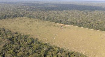 Derrubada na Amazônia Legal cresce 15% de agosto a maio