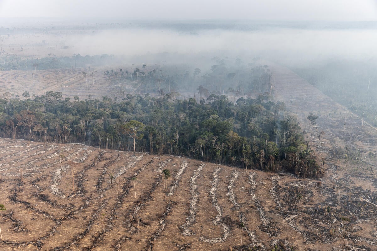 Desmatamento na Amazonia Greenpeace - Condenações por desmatamento ilegal crescem, mas apenas 5% resultam em indenizações pagas na Amazônia