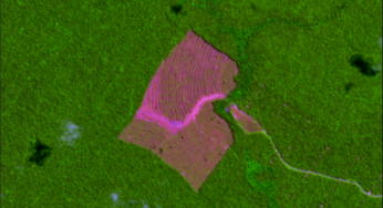 Desmatamento da Amazônia cresce 18% de agosto a abril