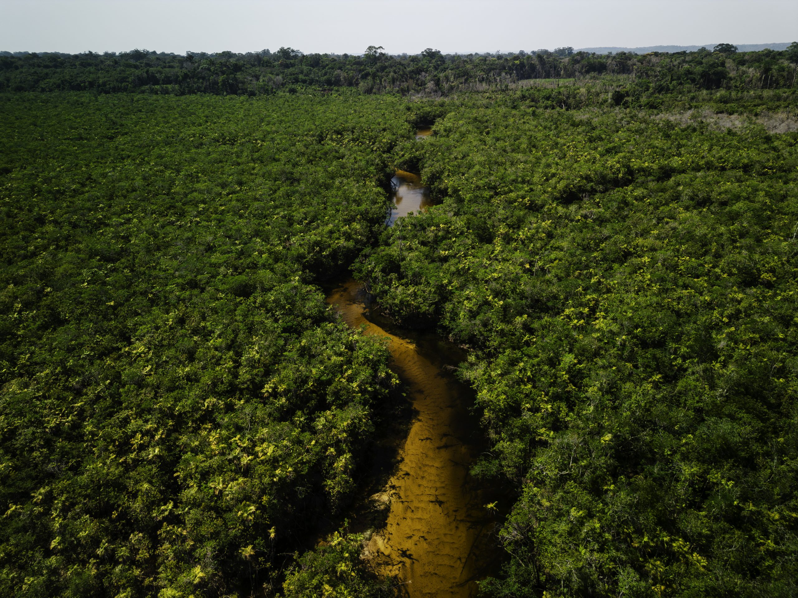DJI 0303 Aprimorado NR scaled - Dia Mundial da Biodiversiade: confira 10 contribuições do Imazon para a temática na Amazônia