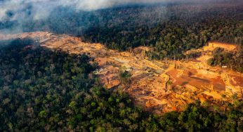 Desmatamento caiu em todos os biomas brasileiros em 2024