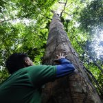 NAG 1419 Aprimorado NR 150x150 - Dia Mundial da Biodiversiade: confira 10 contribuições do Imazon para a temática na Amazônia