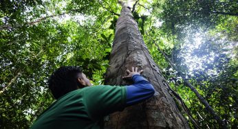 Dia Mundial da Biodiversiade: confira 10 contribuições do Imazon para a temática na Amazônia