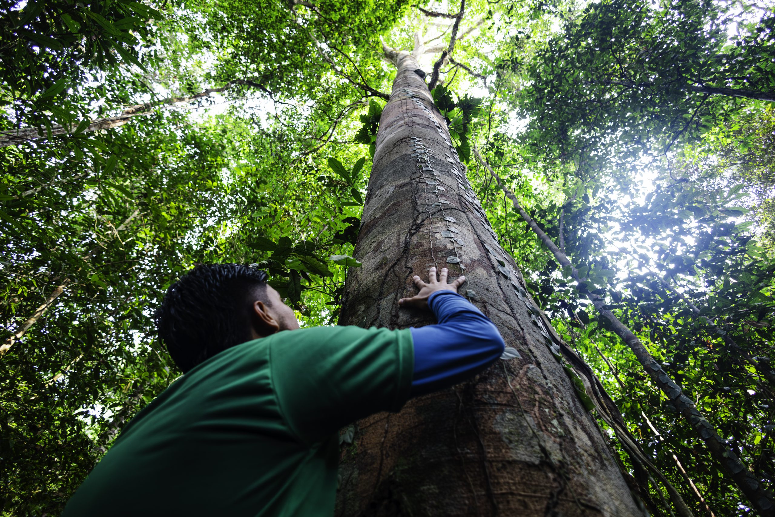 Dia Mundial da Biodiversiade: confira 10 contribuições do Imazon para a temática na Amazônia